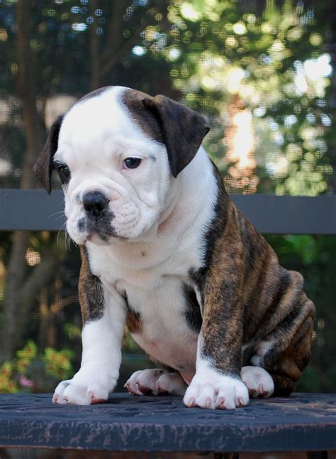 hermes olde english bulldogge.